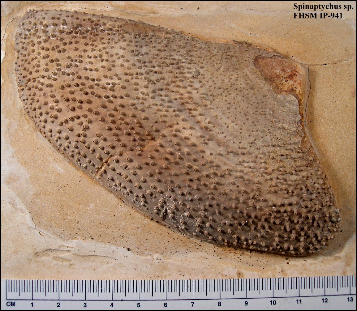 A Field Guide to Fossils of the Smoky Hill Chalk Part 1a